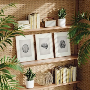 Set of 3 Vintage Brain Illustration Prints | Neurosurgeon Poster, Dr Anatomy Gift, Psychology Wall Art, Clinical Psychiatrist Office Decor