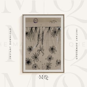 Può includere: Un'illustrazione scientifica vintage di un sistema radicale di una pianta. Il disegno è in inchiostro nero su uno sfondo di carta beige. L'immagine è etichettata con le lettere da A a R.