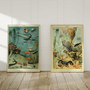 Conjunto de 2 impressões de Adolphe Millot | Pintura de ilustração Ocean A+B, arte científica de cartas marítimas, pôster de conchas de peixe com arte de parede vintage de vida marinha