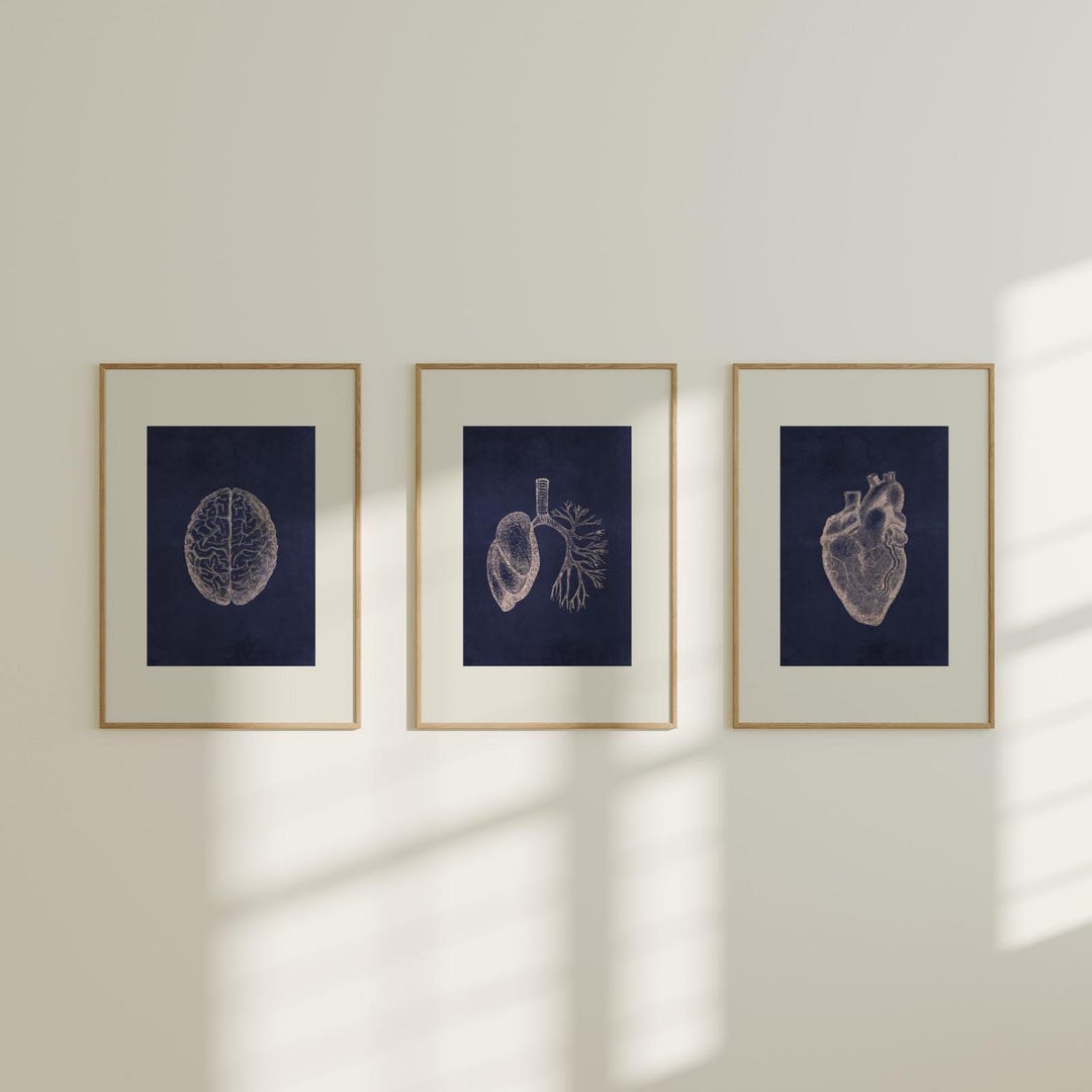 Set of 3 Blue Brain Heart & Lungs Prints | Three Anatomy Illustration ...