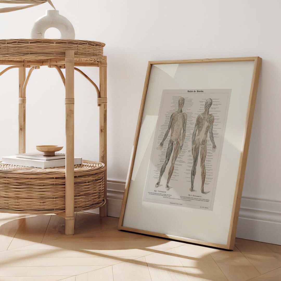 Human Muscular System Print | Antique Wall Art, Medical Diagram Poster ...