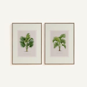 May include: Two framed botanical prints featuring detailed illustrations of palm trees. The prints showcase vibrant green foliage against a soft, neutral background. The frames are a warm, natural wood tone, adding a touch of elegance to the artwork. A classic and timeless decor piece.