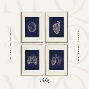 Lot de 4 gravures d'anatomie antiques | Quatre affiches de dessin du système cardiovasculaire, art mural d'organes internes, oeuvre d'art de clinique, décoration de chirurgie médicale