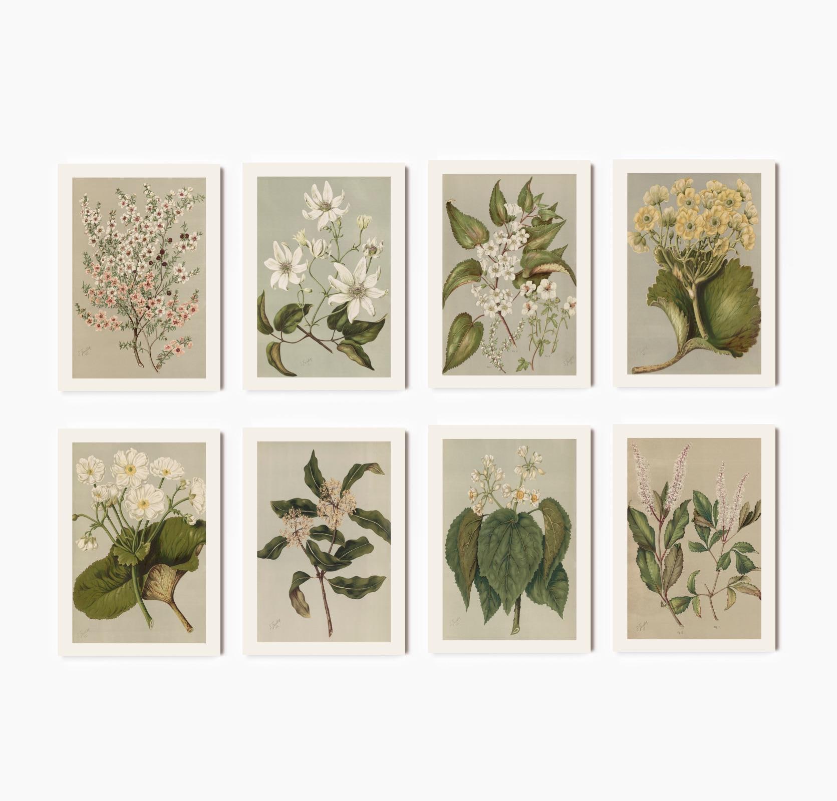 Set of 8 Antique Plant Study Prints | Eight Wildflower Botanical