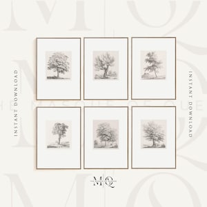 6er Set Vintage Baum Zeichnung Prints | Sechs Stück Baum Bleistift Skizze Poster, Wandkunst, Kunstwerk Antikes Bild, Wohnkultur JBernard No25-30