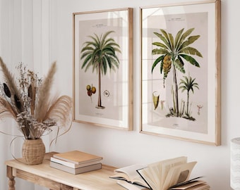 Conjunto de dos láminas vintage de palmeras sudamericanas / Dos pósteres de helechos del siglo XIX, arte mural, obra de arte de cocoteros, decoración del hogar n.° 13