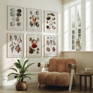 Set of 6 Vintage Seashell Drawing Prints | Six Coastal Posters, Mollusk Wall Art, Crustacean Conch Shell Artwork Picture, Sealife Home Decor