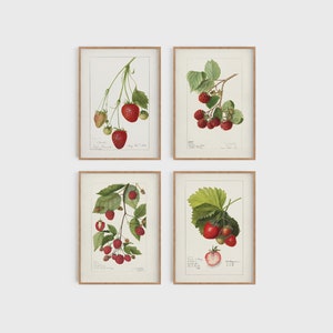 4er-Set Vintage Fruit Zeichnung Drucke | Vier Erdbeeren & Himbeere Poster, Illustration Wandkunst, Lehrendes Kunstwerk, Home Decor No1234