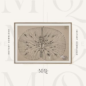 Santiago Ramon y Cajal Cells of a Mouse Spinal Cord | Antique Anatomy Print, Vintage Neuroscience Wall Art, Surgery Office Poster, Picture