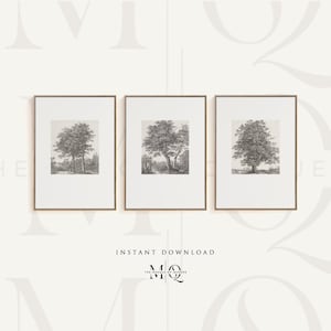 May include: Three framed black and white drawings of trees. Each drawing is in a simple gold frame and the frames are arranged in a row.