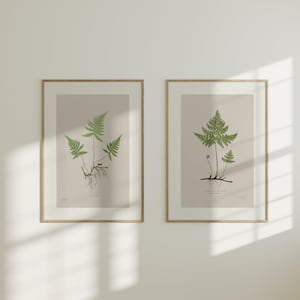Może przedstawiać: Dwa oprawione wydruki botaniczne z szczegółowymi ilustracjami paproci. Paprocie są przedstawione w odcieniach zieleni z widocznymi korzeniami, na neutralnym beżowym tle. Ramki są w jasnym kolorze drewna, dodając naturalnego charakteru dziełu sztuki.