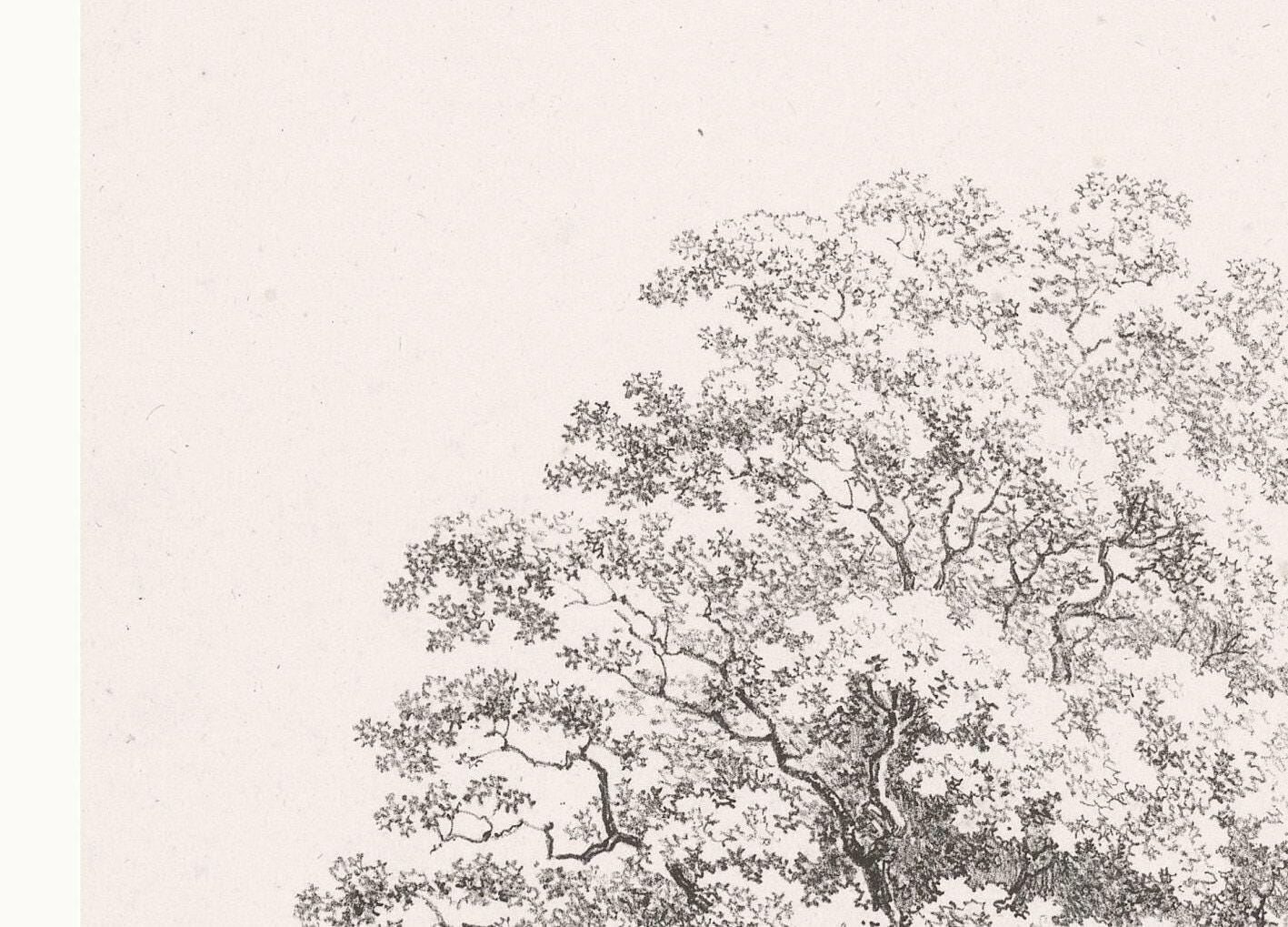 Set of 6 Vintage Tree Drawing Prints | Six Piece Tree Engraving