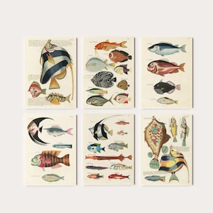 Set mit 6 exotischen Fischarten | Louis Renard Gemälde, Vintage Krebse und Krabben Druck, Wohnkultur, Accessoires, Kunstwerk, Wand Kunst Poster