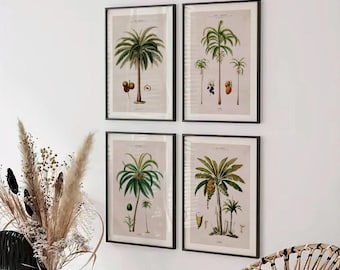 Set of 4 Vintage South American Palm Trees Prints | Four Mid