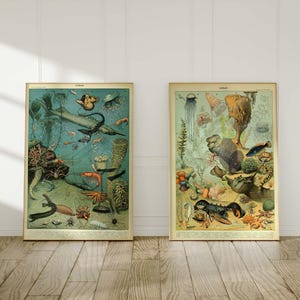 Set of 2 Adolphe Millot Prints | Ocean A+B Illustration Painting, Sea Chart Science Artwork, Vintage Marine Life Wall Art Fish Shells Poster