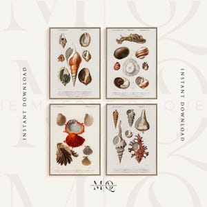 May include: Set of four vintage illustrations of seashells. Each illustration features a variety of seashells in different shapes, sizes, and colors. The illustrations are in a detailed, realistic style and are perfect for adding a touch of nature to your home decor.