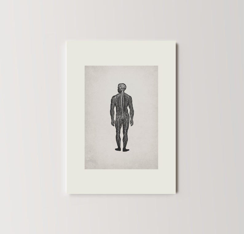 Vintage Nerves of the Human Body Print | Nervous System Wall Art ...