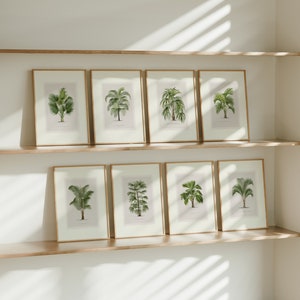 Set van 8 vintage palmboomafdrukken | Acht tropische palmblad tekening posters, kunst aan de muur, aquarel kunstwerk foto, woondecoratie Oswald8