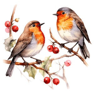 10 imágenes prediseñadas de petirrojo navideño, petirrojo de invierno PNG, imágenes prediseñadas de pareja de petirrojos, imágenes prediseñadas de pájaros navideños, paquete de petirrojos PNG, petirrojo de acuarela, petirrojo digital