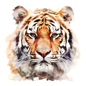 Puede incluir: Una pintura de acuarela de la cara de un tigre. El tigre tiene rayas naranjas y negras y un fondo blanco. Los ojos del tigre son marrones y su nariz es rosa.