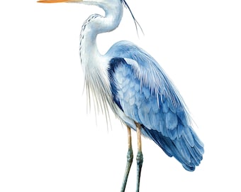 アオサギのクリップアート、水彩サギのPNG、水鳥のクリップアート