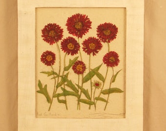 Original, Red Gaillardia