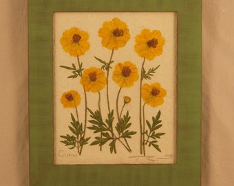 Original, Yellow Cosmos