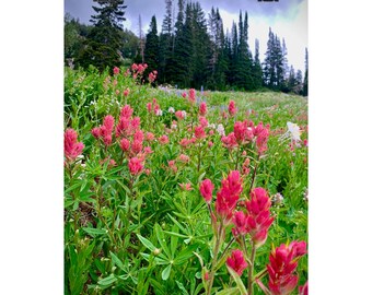 Wildflower and Pine Tree Poster: Matte Botanical Print