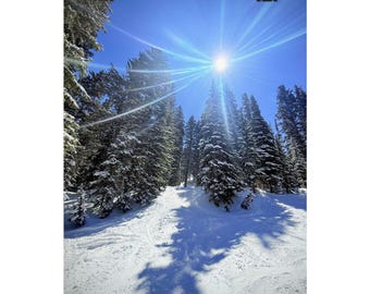 Snowy Mountain Pine Tree Art Print: Winter Nature Photography