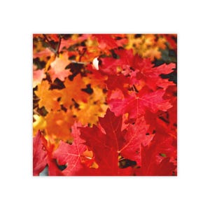 May include: Close-up of red and orange maple leaves in autumn. The leaves are vibrant and colorful, showcasing the beauty of fall foliage.