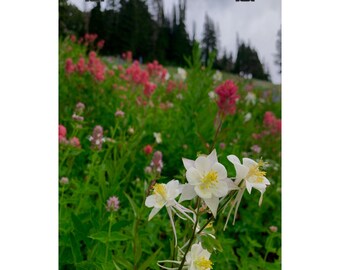Albion Basin Wildflower Poster: Vibrant Floral Nature Art Print