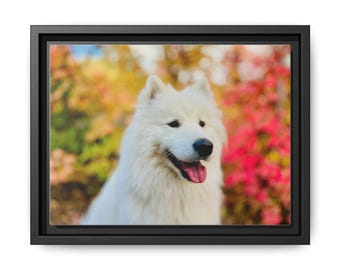 Framed Samoyed Dog Canvas Print, Autumn Home Decor