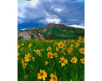Mountain Wildflower Poster: Rustic Nature Art Print