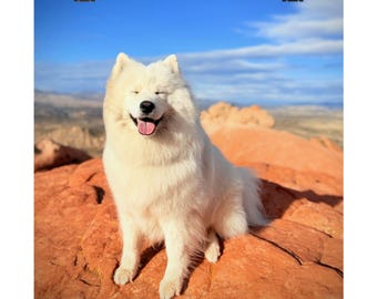 Happy Samoyed Dog Art Print: Red Desert Photography
