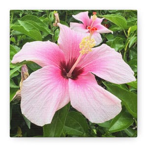 Canvas Print, Pink Hibiscus Flower Wall Art, Stretched Matte Canvas, 1 25&quot; - Home Decor, Botanical Art, Floral Print, Tropical Wall Decor,