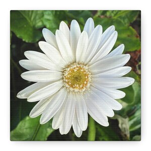 Arte murale su tela, bellissimo fiore di margherita bianca, decorazione floreale per la casa, stampa naturalistica, arazzo da parete, stampa artistica di margherite, stampa su tela di fiori