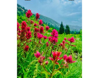 Albion Basin Paintbrush Wildflower Poster: Utah Mountain Art