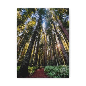 Canvas Wall Art, Redwood California State Park, Stretched Canvas Print, Redwood Forest Art, Nature Wall Decor, Forest Wall Hanging
