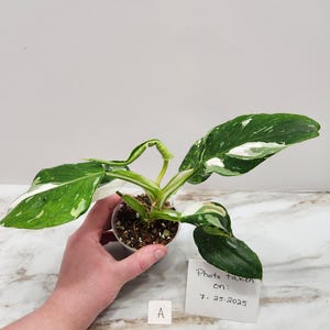 Philodendron White Wizard