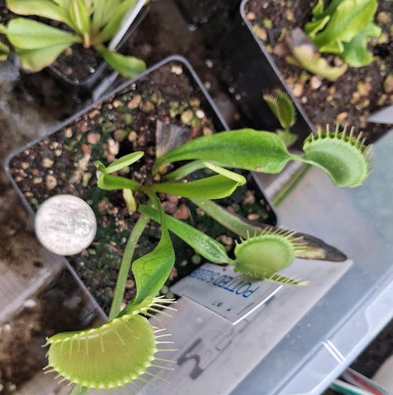 Dionaea muscipula (No Name)  LARGE TRAP x Self). SEEDS