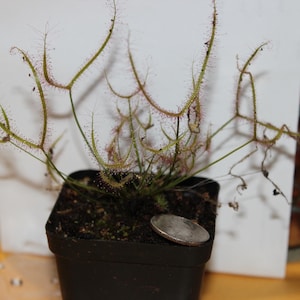 May include: A small potted carnivorous plant, likely a sundew, with long, slender, green stems and reddish, sticky tentacles. A silver coin rests on the soil, providing a size reference. The plant is in a square black pot.
