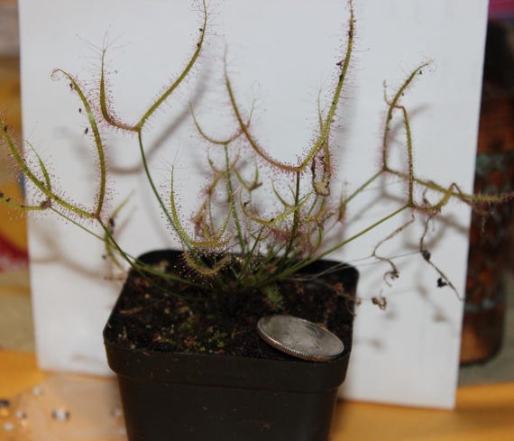 LIVE Carnivorous Plant  BINATA "Forked Sundew"  Seed Grown