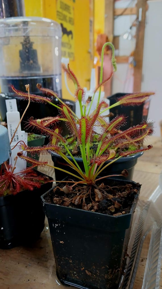 CAPE SUNDEW X SELF (Typical) Seed Grown