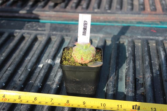 Drosera BURMANNI TYPICAL X Self   (Open Pollinated )