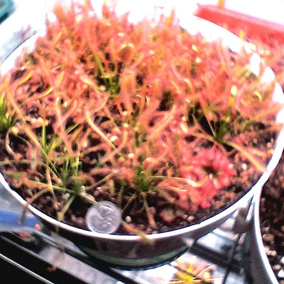 CAPE SUNDEW Spring Cleaning  BLOWOUT