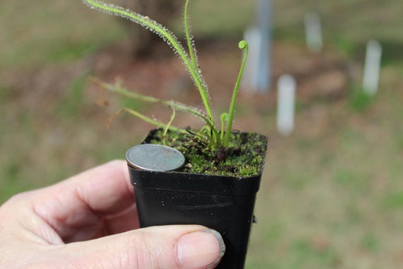 Drosera filiformis var. tracyi (Southern Threadleaf Sundew) (Seed Grown)
