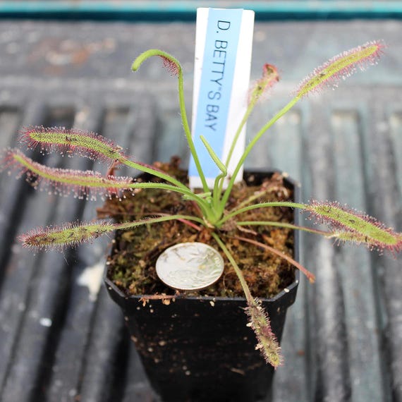 Drosera Capensis Cape Sundew " BETTY'S BAY"x Seed Grown