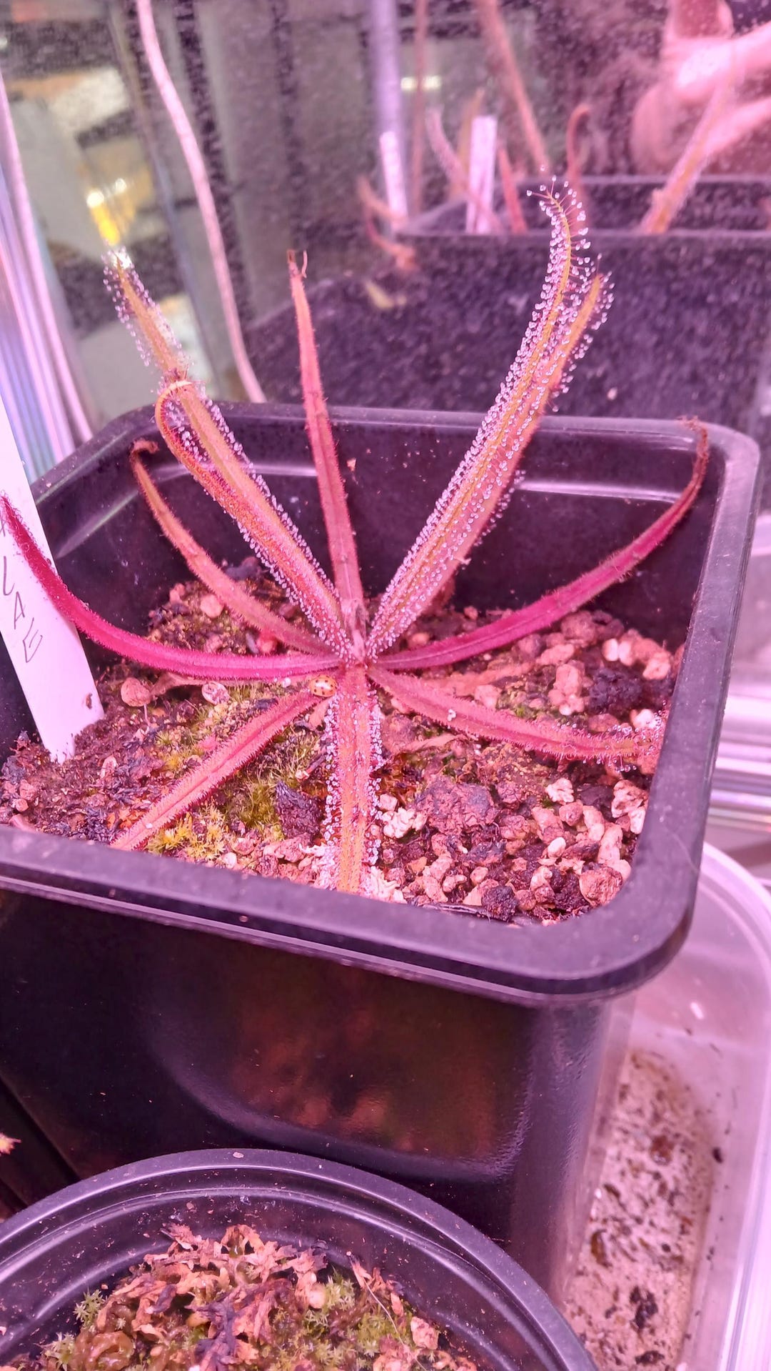 Sundew Roots CARNIVOROUS LIVE Lance-leaved Sundew (from Root Cuttings) - Etsy