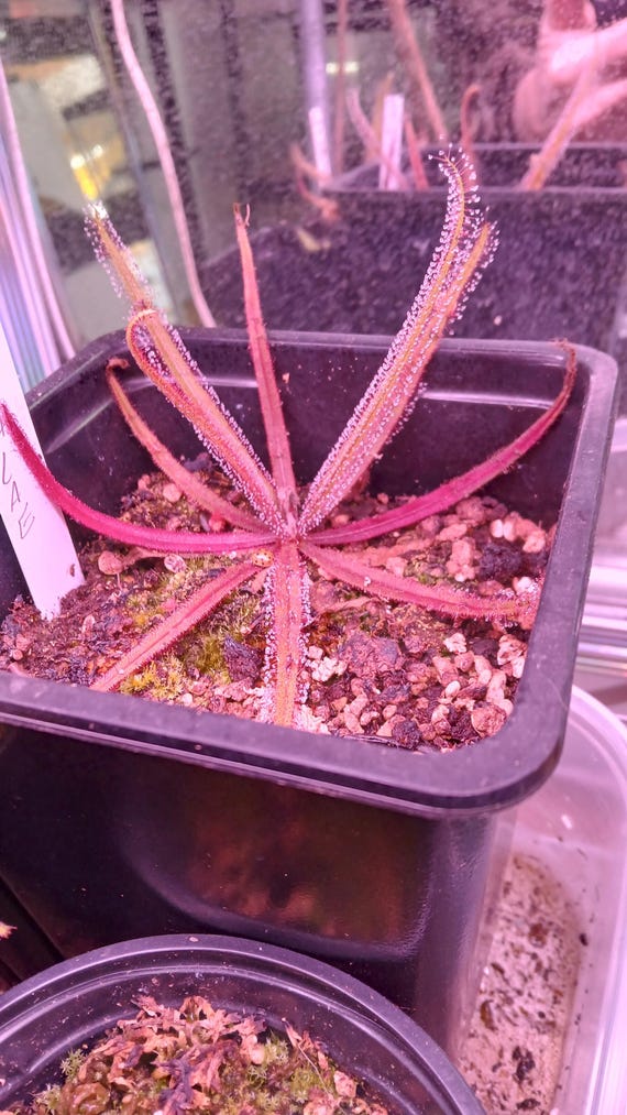 CARNIVOROUS LIVE  Lance-Leaved Sundew (from root cuttings)