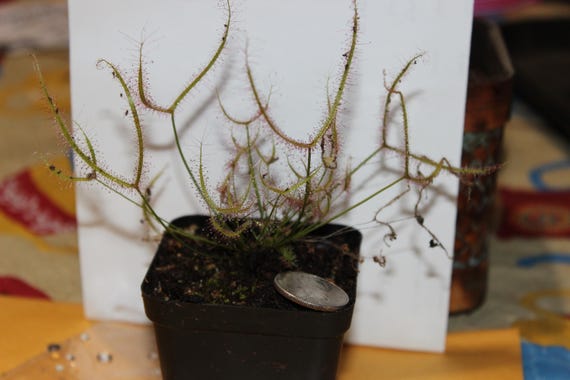 LIVE Carnivorous Plant  BINATA "Forked Sundew"  Seed Grown